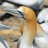 Gannets are washing up on coastlines around Scotland with a new deadly strain of avian flu, which emerged from poultry, the likely cause. PIC: Pixabay/annacapictures/CC/