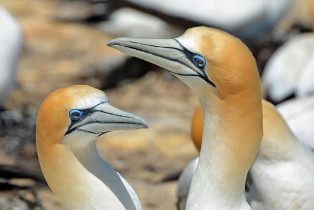 Gannets are washing up on coastlines around Scotland with a new deadly strain of avian flu, which emerged from poultry, the likely cause. PIC: Pixabay/annacapictures/CC/