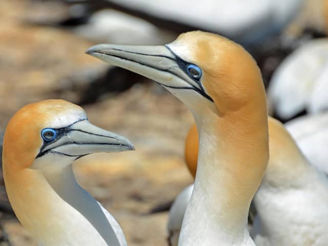 Gannets are washing up on coastlines around Scotland with a new deadly strain of avian flu, which emerged from poultry, the likely cause. PIC: Pixabay/annacapictures/CC/