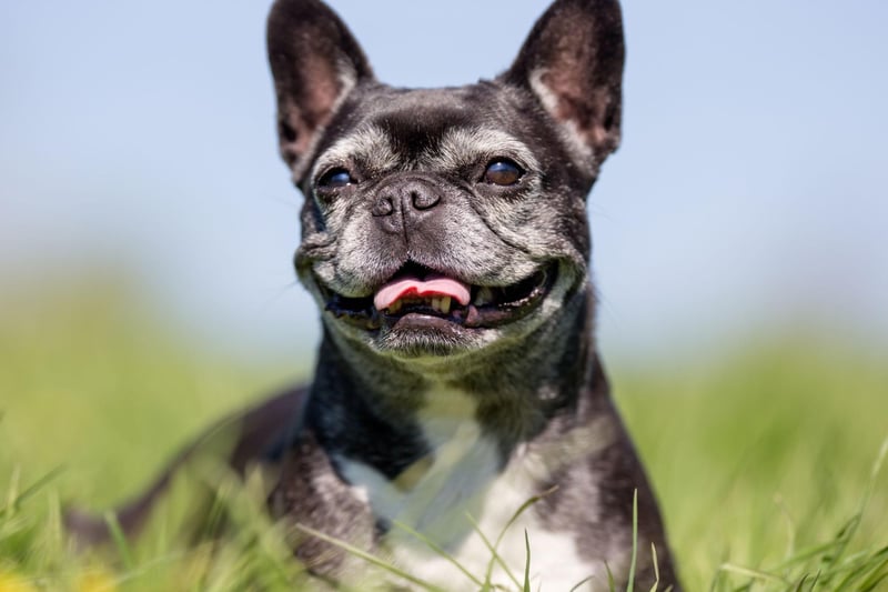 Famous faces who are French Bulldog owners include Lady Gaga (Asia, Koji and Gustav), Reese Witherspoon (Minnie Pearl), The Rock (Hobbs), Chrissy Teigen and John Legend (Pippa), Jeremy Piven (Bubba), Hugh Jackman (Dali) and Jason Priestley (Swifty).