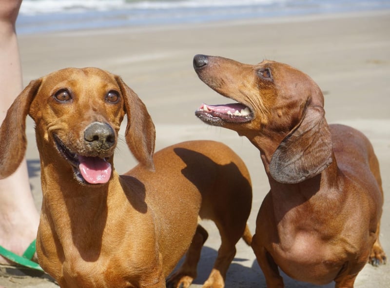 Top Dachshund Dog Names: HEre are the 10 most popular puppy names in the wold for the adorable Dachshund 🐕 | The Scotsman Top Dachshund Dog Names: HEre are the 10 most popular puppy names in the wold for the adorable Dachshund 🐕 | The Scotsman