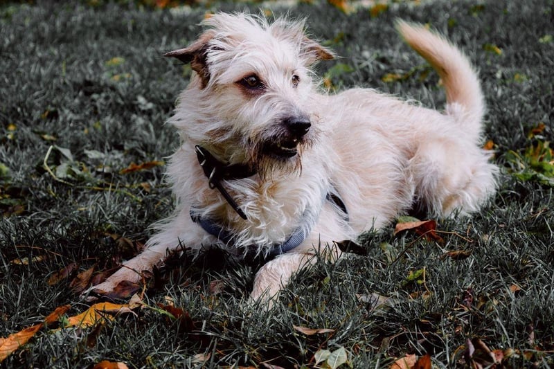 Also known as the Wicklow Terrier, the adorable Glen of Imaal Terrier joins the Bloodhound in third spot with just 36 registrations in 2020.