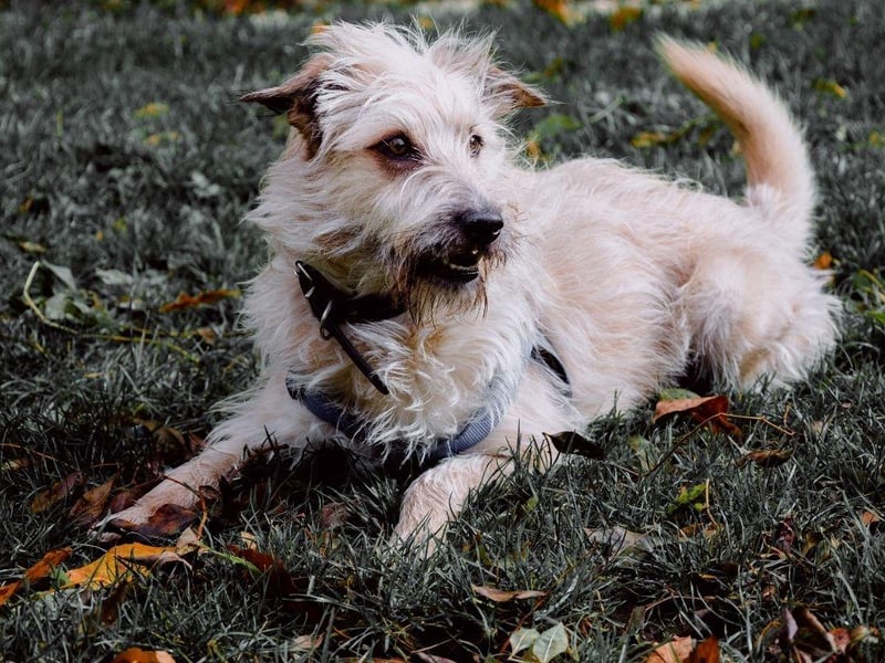 Also known as the Wicklow Terrier, the adorable Glen of Imaal Terrier joins the Bloodhound in third spot with just 36 registrations in 2020.