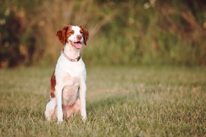 First developed in the French region of the same name in the 17th century as gun dogs, the Brittany loves all formes of exercise - running hiking and swimming. They are perfect pets for an active family and get on well with children.