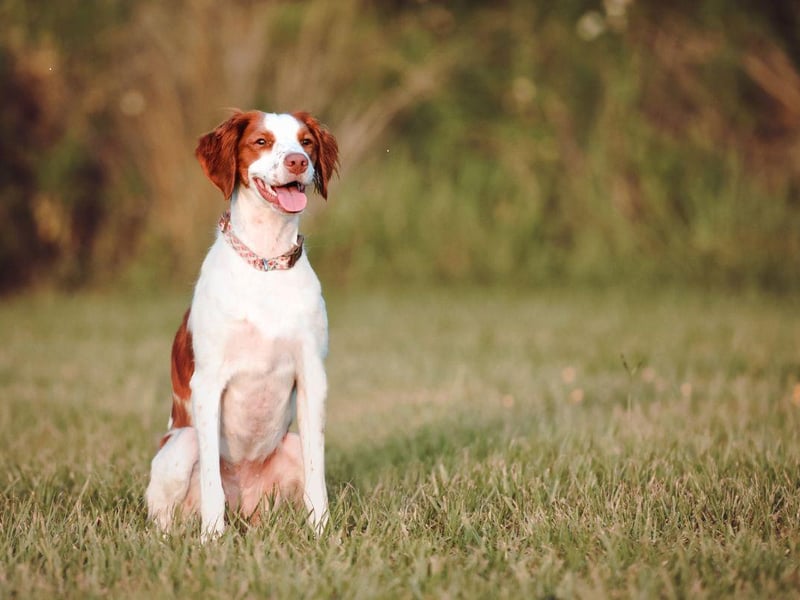 First developed in the French region of the same name in the 17th century as gun dogs, the Brittany loves all formes of exercise - running hiking and swimming. They are perfect pets for an active family and get on well with children.