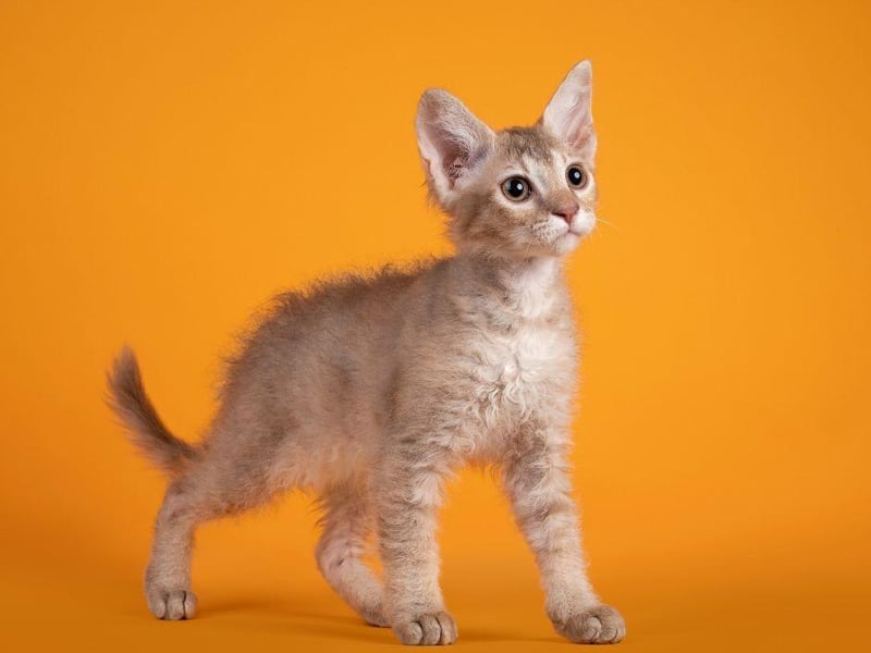 A soft and wavy coat makes this cat breed stand out amongst the crowd. They are known to be a very gentle breed and often great companions.