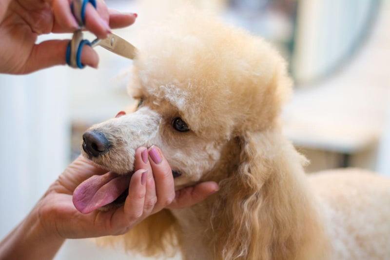 Despite their reputation of being pampered pooches, Poodles aren't actually as high-maintenance as the other dogs on this list. They do, however, benefit greatly from professional grooming to keep their beautiful coats in good nick.