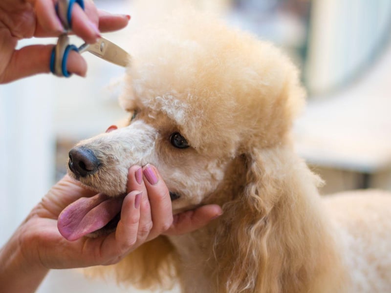 Despite their reputation of being pampered pooches, Poodles aren't actually as high-maintenance as the other dogs on this list. They do, however, benefit greatly from professional grooming to keep their beautiful coats in good nick.