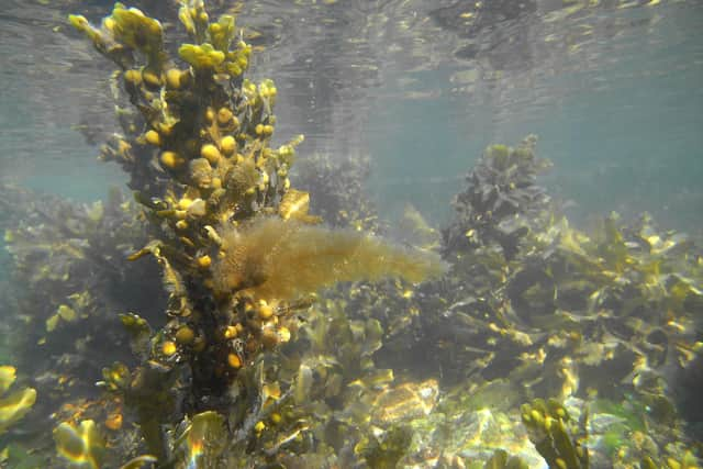 New research has found that seaweed was "widely consumed" by Neolithic communities in Orkney. PIC: Ansgar Gruber/Cc.