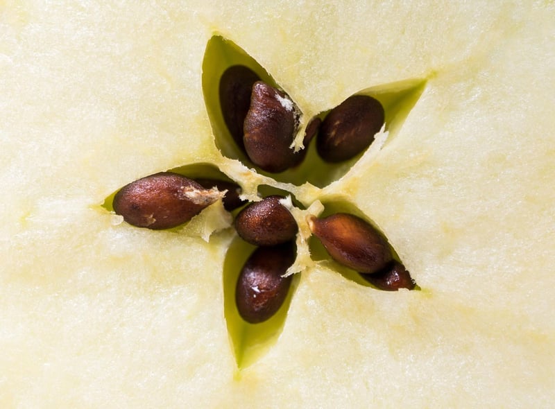 Apple seeds contain cyanide, a chemical that can cause hypoxia or a lack of oxygen delivery to the body. Symptoms include dilated pupils, difficulty breathing, panting and shock. 76 per cent of people were unaware of their toxicity.
