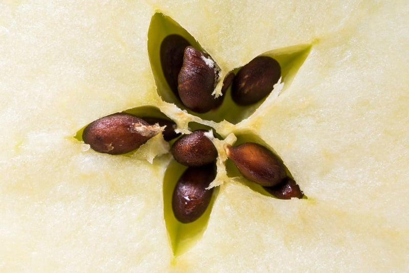 Apple seeds contain cyanide, a chemical that can cause hypoxia or a lack of oxygen delivery to the body. Symptoms include dilated pupils, difficulty breathing, panting and shock. 76 per cent of people were unaware of their toxicity.