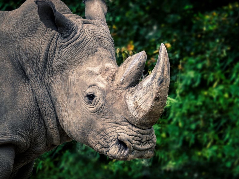 “The only way to save a rhinoceros is to save the environment in which it lives. Because there’s a mutual dependency between it and millions of other species.”