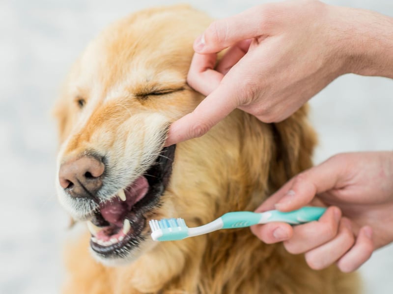 After each session reward your dog with a treat or praise and be sure to follow this same routine to get your dog comfortable with teeth brushing.