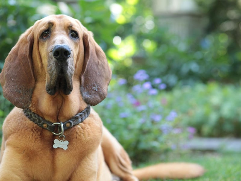 Another dedicated working dog, the Bloodhound has been bred to track animals or humans using its highly-developed sense of smell. This work ethic can mean that they can appear distant from their families, while a stubborn streak a mile long means they won't do anything they don't want to - including enjoying a pat.