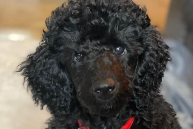 Toy poodle, Dudley