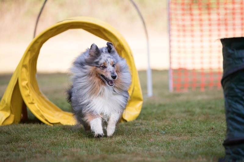 One of the smaller herding dogs, the Shetland Sheepdog is lightning fast, smart and east to train. When it comes to energetic herding dogs it can be difficult to find enough activity to keep them happy and healthy - with agility training offering the perfect solution.