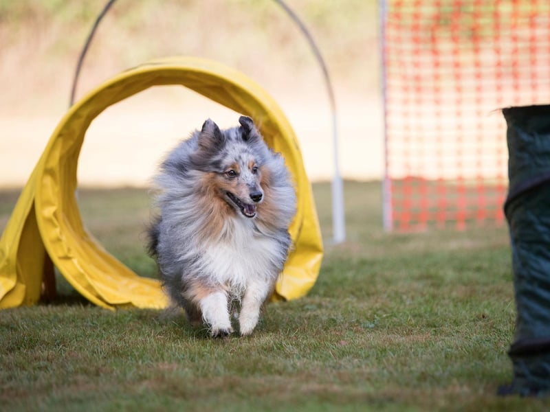 One of the smaller herding dogs, the Shetland Sheepdog is lightning fast, smart and east to train. When it comes to energetic herding dogs it can be difficult to find enough activity to keep them happy and healthy - with agility training offering the perfect solution.