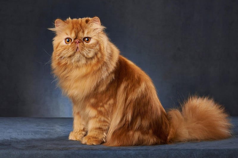 Persian Cats are often gentle and quiet in nature. They are very sweet cats and enjoy giving their attention to people they trust.