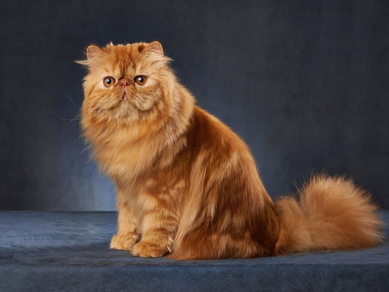 Persian Cats are often gentle and quiet in nature. They are very sweet cats and enjoy giving their attention to people they trust.
