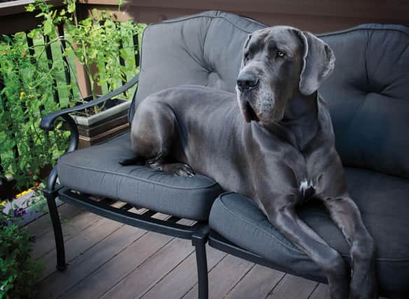 They are one of the most popular breeds of large dog in the UK, but how much do you know about the Great Dane?