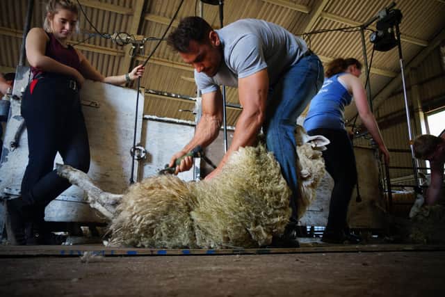 Sheep shearers from abroad have been travelling to the UK for years to exchange skills