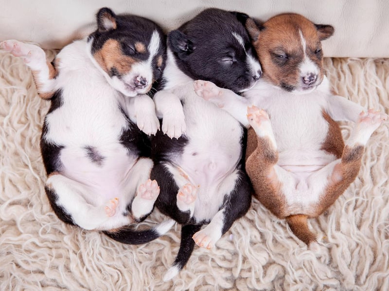 There is some discussion about what is the oldest breed of dog still in existence, with the Basenji a leading candidate. Also well known for being the only breed of dog that doesn't bark (they make a strange yodelling noise), they have been found portrayed in cave paintings in Libya that date back to around 6000BC.