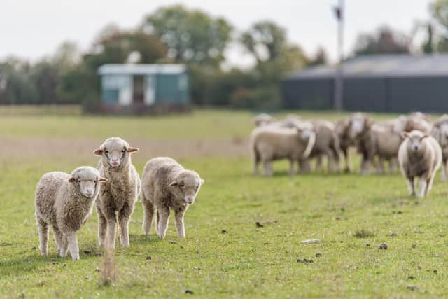Some Romney sheep, similar to the ones Mr Maxwell farms