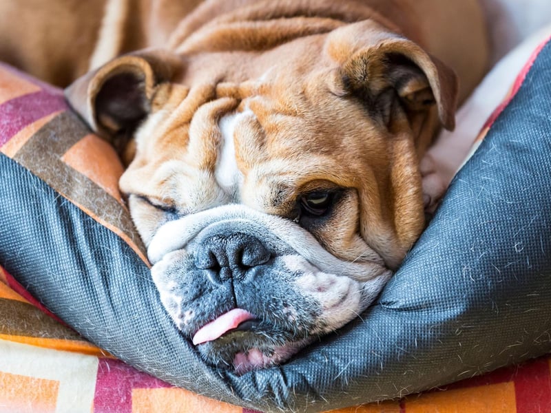 Today's Bulldogs would no longer be able to carry out the role for which they were bred. Modern bulldogs are incapable of running for a long period of time, have too short a muzzle to maintain a grip, and lack the aggression they once had. They do, however, have all the attributes required to make a great family pet.