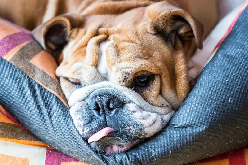 Today's Bulldogs would no longer be able to carry out the role for which they were bred. Modern bulldogs are incapable of running for a long period of time, have too short a muzzle to maintain a grip, and lack the aggression they once had. They do, however, have all the attributes required to make a great family pet.
