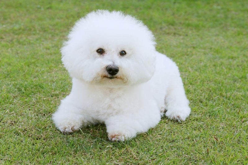 Bred to be companion dogs, the Bichon Frise tends to build a quick and strong bond with one particular person. Happiest on their owner's lap, extended separation can cause stress and sadness.