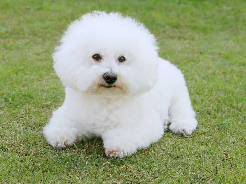 Bred to be companion dogs, the Bichon Frise tends to build a quick and strong bond with one particular person. Happiest on their owner's lap, extended separation can cause stress and sadness.
