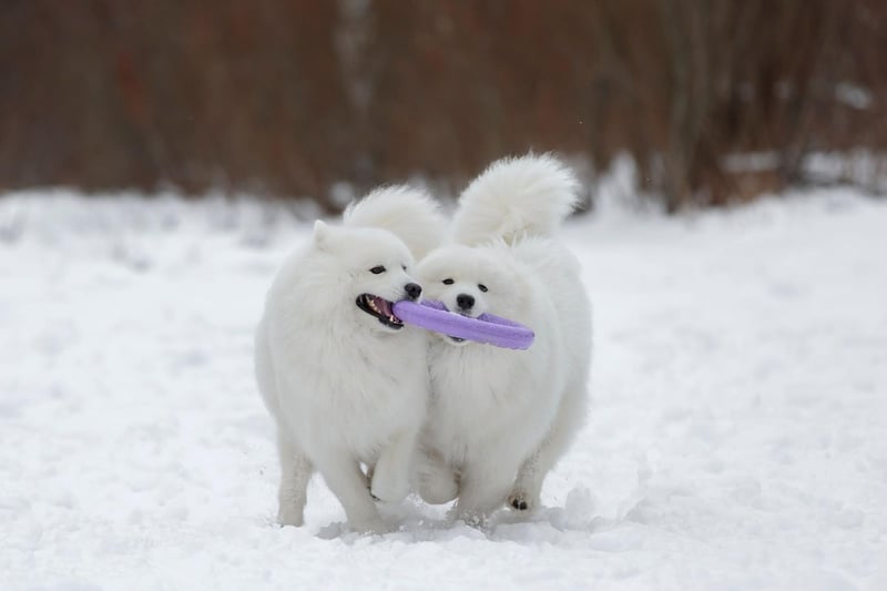 The Samoyed is a breed traditionally used in Siberia to herd animals. Rare in the UK, they have a deep love of human companionship and excitably greet strangers into their home - making for very poor guard dogs.