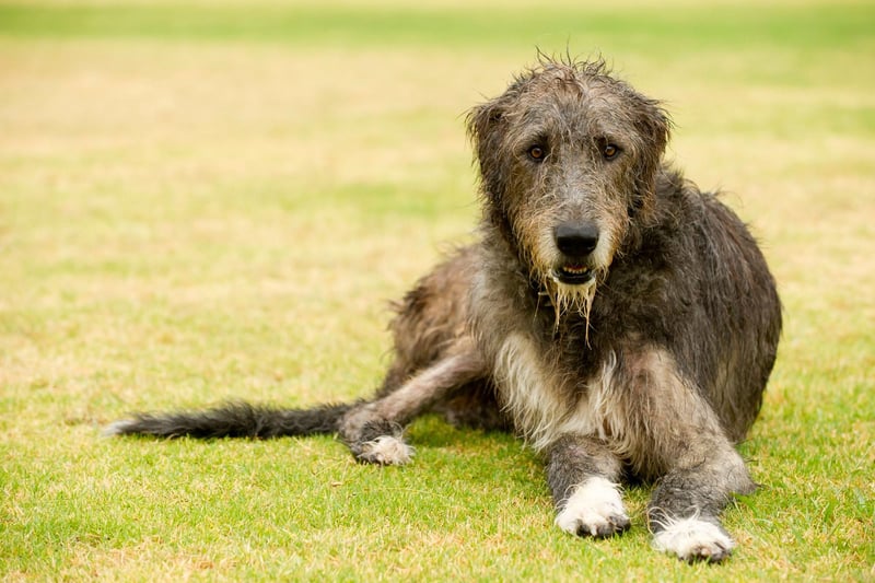 Irish Wolfhounds can stand up to a lofty 35 inches in height and have very low levels of aggression, making them a good dog to have around children.