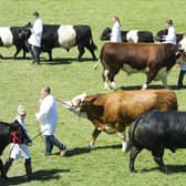 Covid scuppered this summer's Royal Highland Show