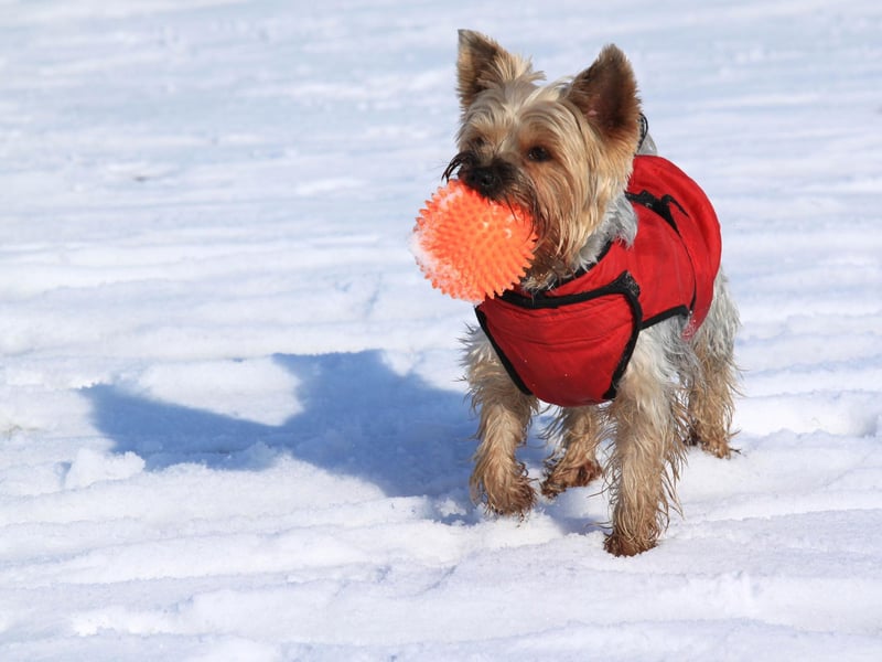 The tiny Yorkshire Terrier was first bred in the 19th century and tends to weigh in at just seven pounds. There were 631 newly registered Yorkies in 2021, up from 609 in 2020.