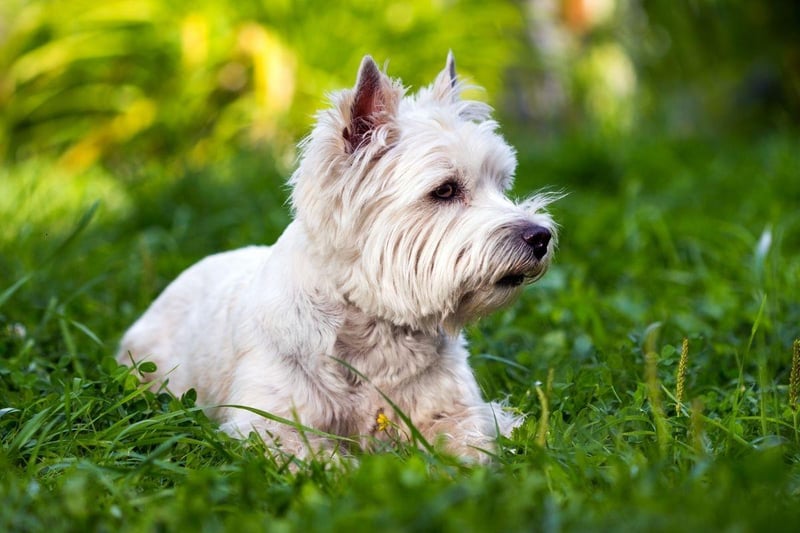West Highland Terriers are great companion pet that combine small stature with a big lyal personality. A couple of 15 minute walks each day will give them all the excercise they need and they are very easy to train.
