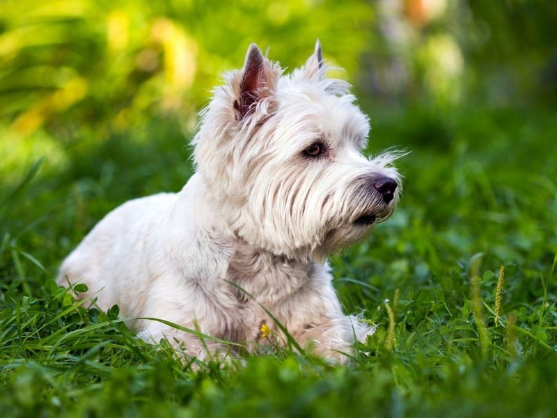 West Highland Terriers are great companion pet that combine small stature with a big lyal personality. A couple of 15 minute walks each day will give them all the excercise they need and they are very easy to train.
