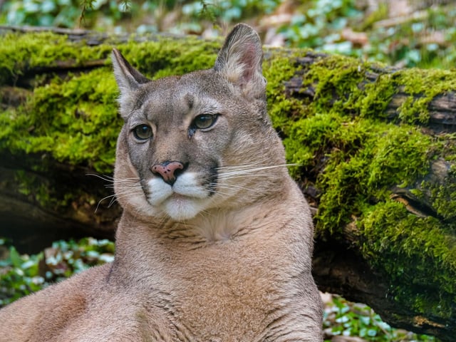 In October 1980 a farmer called Donald Noble set a cage-trap near Cannich in the Highlands in a bid to prove that a number of big cat sightings in the area, including from his neighbour Jessie Chisholm, were true. To everybody's surprise he caught a puma, affectionately christened Felicity. The mystery deepened further when experts estimated that the animal appeared to be a pampered pet who had not been roaming in the wild for long. She was moved to the Highland Wildlife Park where she was a popular attraction until her death. As for the big cat sightings? They continued and no other big cat has ever been caught.