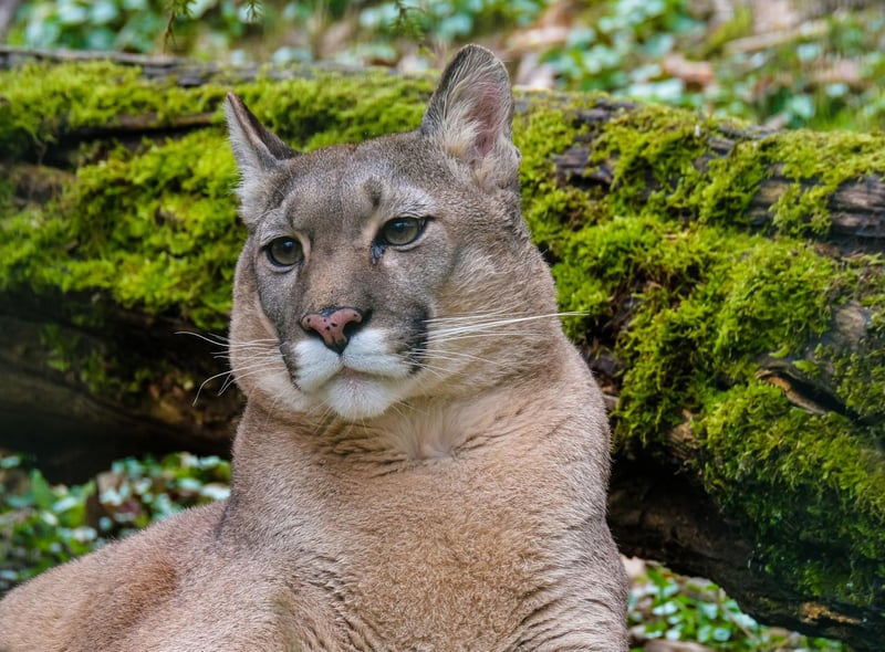 Scottish Big Cats, Monsters and Crocodiles: Here are 10 strange animal  sightings made in Scotland - from a genuine Highland puma to a crocodile  hoax | The Scotsman