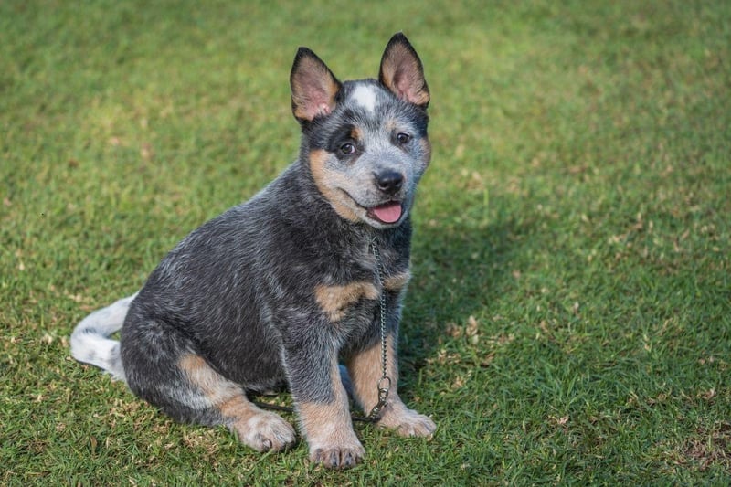 Just sneaking into the top 10 most obedient dogs is the Australian Cattle Dog who, according to the American Kennel Club, are "true-blue loyal, famously smart, ever alert, and wary of strangers"