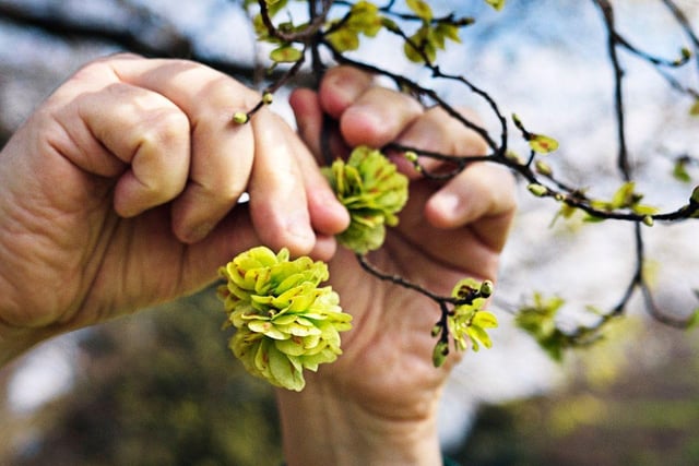 Elm blossom