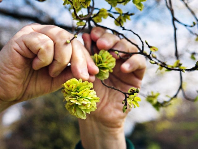 Elm blossom