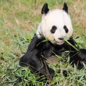 Giant panda Tian Tian is one of the most famous residents at Edinburgh Zoo. The Royal Zoological Society of Scotland, which owns zoo and the Highland Wildlife Park, has released a strategy pledging to: reverse the decline of at least 50 species over the next eight years; create deeper connections with nature for more than a million people; and enable more than 100 communities to better protect nature