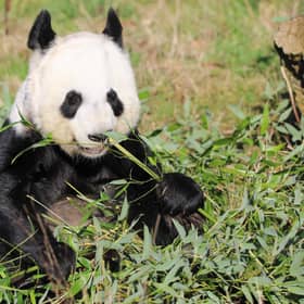 Giant panda Tian Tian is one of the most famous residents at Edinburgh Zoo. The Royal Zoological Society of Scotland, which owns zoo and the Highland Wildlife Park, has released a strategy pledging to: reverse the decline of at least 50 species over the next eight years; create deeper connections with nature for more than a million people; and enable more than 100 communities to better protect nature