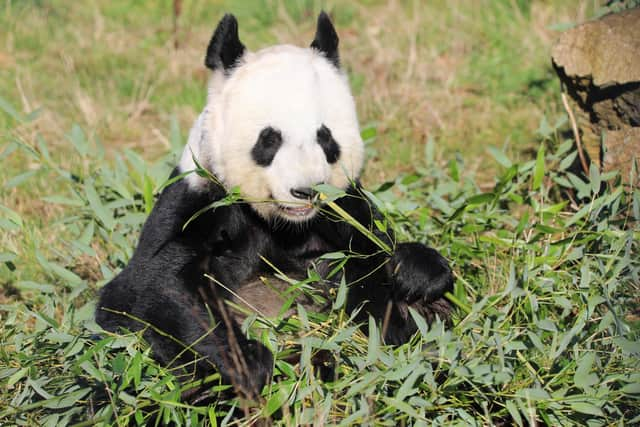 Giant panda Tian Tian is one of the most famous residents at Edinburgh Zoo. The Royal Zoological Society of Scotland, which owns zoo and the Highland Wildlife Park, has released a strategy pledging to: reverse the decline of at least 50 species over the next eight years; create deeper connections with nature for more than a million people; and enable more than 100 communities to better protect nature