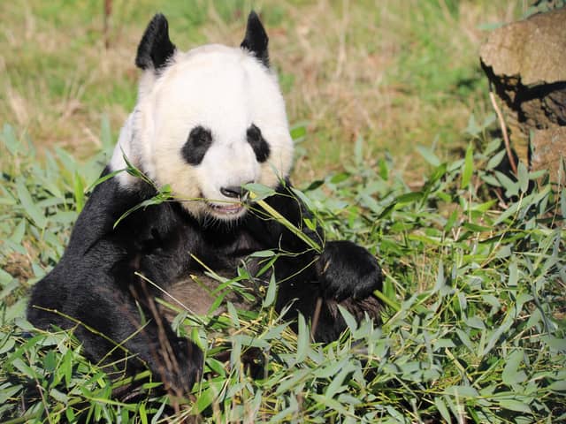 Giant panda Tian Tian is one of the most famous residents at Edinburgh Zoo. The Royal Zoological Society of Scotland, which owns zoo and the Highland Wildlife Park, has released a strategy pledging to: reverse the decline of at least 50 species over the next eight years; create deeper connections with nature for more than a million people; and enable more than 100 communities to better protect nature