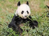 Giant panda Tian Tian is one of the most famous residents at Edinburgh Zoo. The Royal Zoological Society of Scotland, which owns zoo and the Highland Wildlife Park, has released a strategy pledging to: reverse the decline of at least 50 species over the next eight years; create deeper connections with nature for more than a million people; and enable more than 100 communities to better protect nature