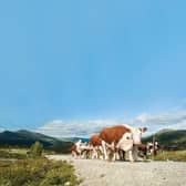 Picture: Shutterstock