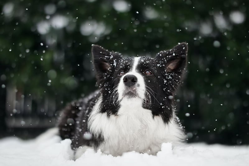 The Border Collie is the world's most intelligent breed of dog, and is no slouch when it comes to social media either - with 2.9 billion TikTok views.