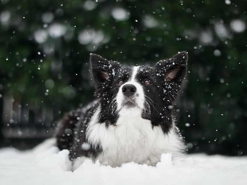 The Border Collie is the world's most intelligent breed of dog, and is no slouch when it comes to social media either - with 2.9 billion TikTok views.